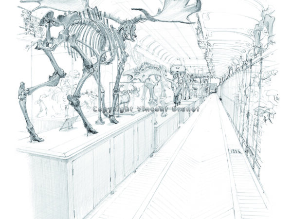 galeriedepaleontologie