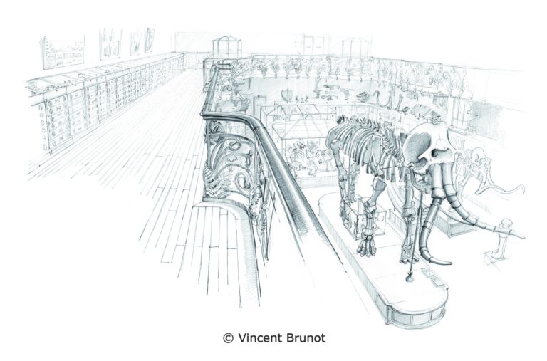 Galerie de paléontologie, Paris - Dessin de Vincent Brunot