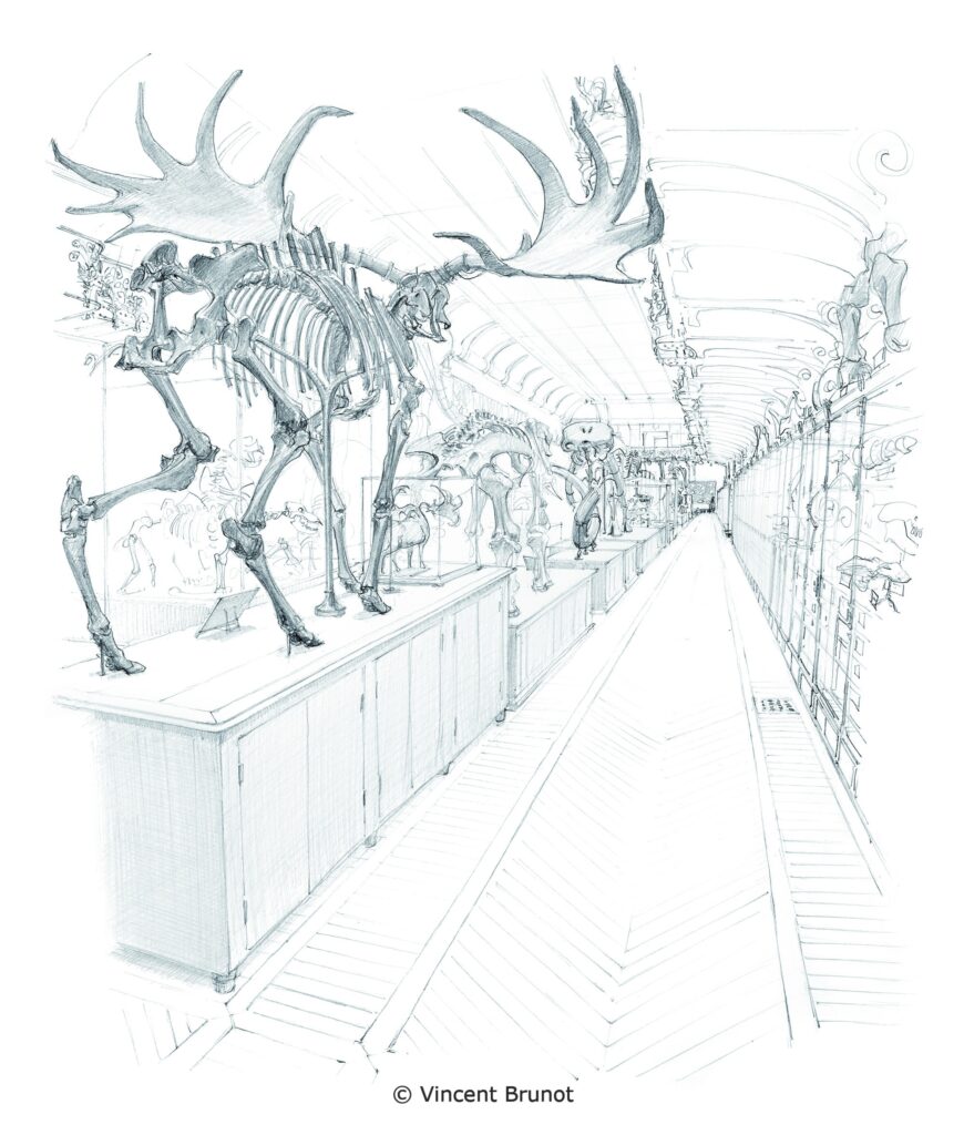 Galerie de paléontologie, Paris - Dessin de Vincent Brunot