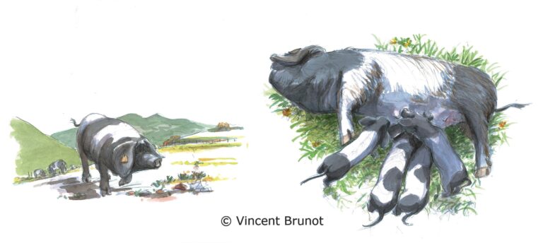 Cairn, Pays Basque - Dessin de Vincent Brunot