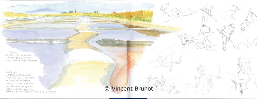Araissallantetsaunier, Île de Ré - Dessin de Vincent Brunot