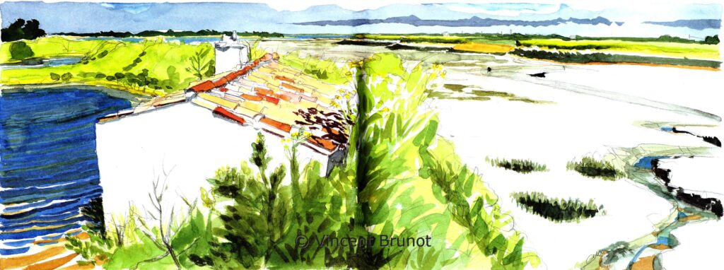 Chenat du martray, Île de Ré - Dessin de Vincent Brunot