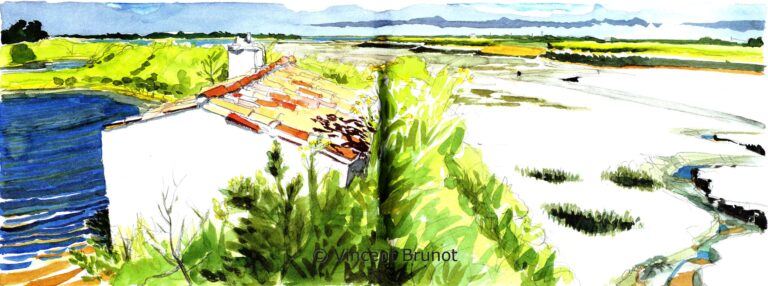 Chenat du martray, Île de Ré - Dessin de Vincent Brunot