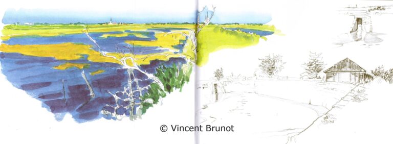 Fierdansreserveornithologique, Île de Ré - Dessin de Vincent Brunot