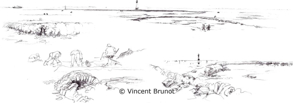 Lepharedechauveau, Île de Ré - Dessin de Vincent Brunot
