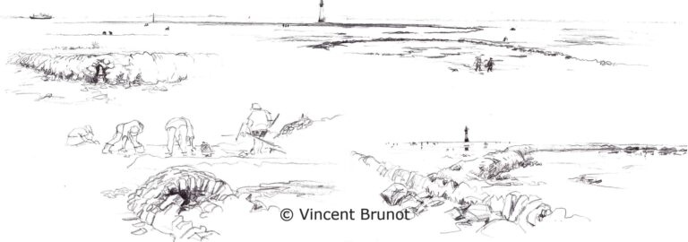 Lepharedechauveau, Île de Ré - Dessin de Vincent Brunot