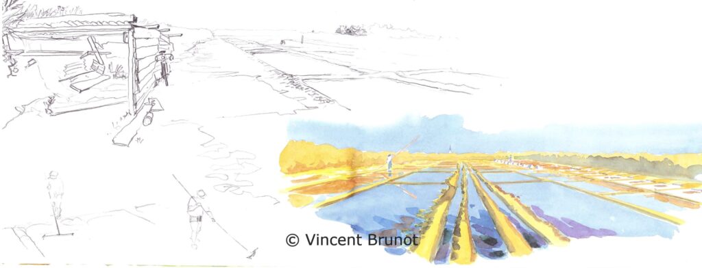 Lesmarresars, Île de Ré - Dessin de Vincent Brunot