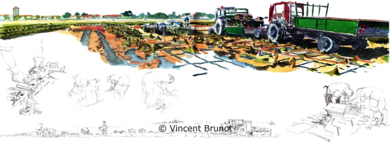 Lesparcsahuitesalaflotte, Île de Ré - Dessin de Vincent Brunot