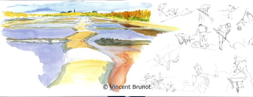 Maraissallantetsaunier, Île de Ré - Dessin de Vincent Brunot