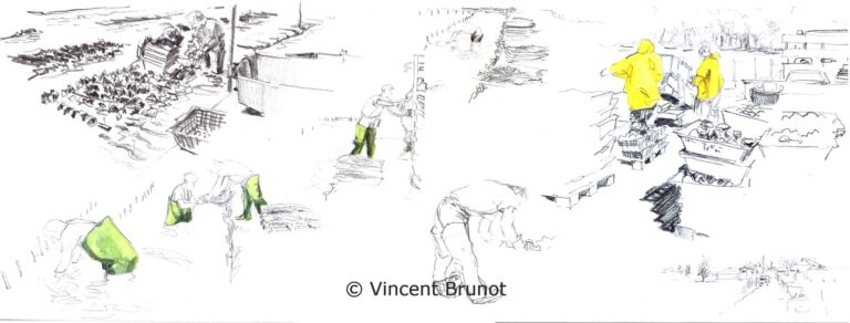 Parcahuitresderivedoux, Île de Ré - Dessin de Vincent Brunot