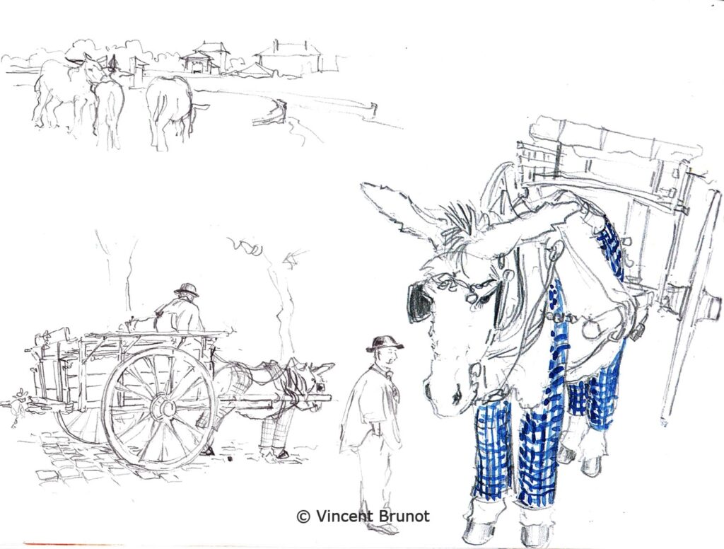 Traditionretaiselaneculottelacherette, Île de Ré - Dessin de Vincent Brunot